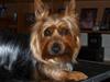 Australian silky terrier BombixMoren Akvamariiini (Himmelhund)