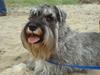 Dvaergschnauzer Superman