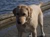Labrador retriever Nala