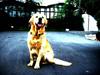 Golden retriever Nanok