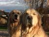 Golden retriever Vaks