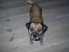 Border terrier Tulle
