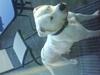 Amerikansk bulldog R.I.P Snow