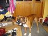 Boxer Balto