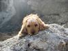 Basset fauve de bretagne Liva