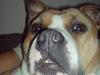 Amerikansk staffordshire terrier Tippe
