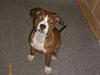 Amerikansk staffordshire terrier Donna 