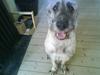 Irsk ulvehund Samson [R.I.P] [ Himmelhund]