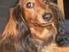 Dværggravhund Emma Himmelhund  
