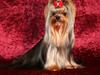 Yorkshire terrier Knight Rider of Padawi´s