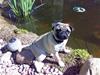 Mops Gurli