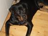 Rottweiler Shaykey