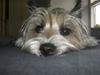 Cairn terrier Magnus