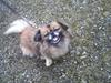 Tibetansk spaniel Iris