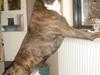 Boxer Ozzy