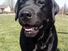 Labrador retriever gini