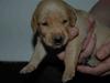 Labrador retriever The Golden Silk<33