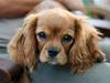 Cavalier king charles spaniel Baja
