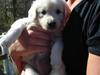 Golden retriever Nova