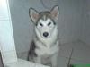 Alaskan malamute Keenai