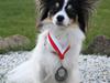 Papillon Diva