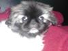 Pekingeser Sally
