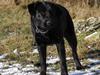 Labrador retriever / Schæferhund Mahjong