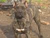 Dogo canario Ivana Campeon
