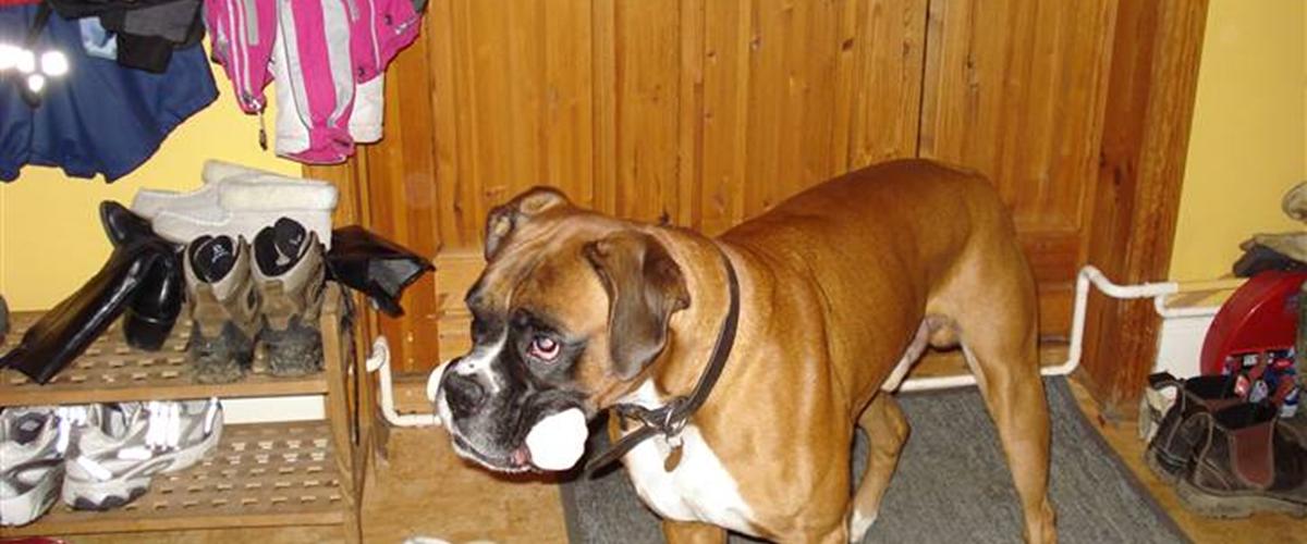 Boxer Balto 2001 sød hund vis han ser en anden&hellip;