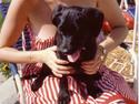 Labrador retriever Pelle-pige Himmelhund