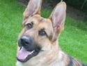 Schæferhund Chris<'3..