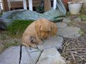 Basset fauve de bretagne ludvig