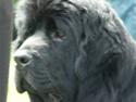 Newfoundlænder oliver