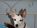 Jack russell terrier *Brænøres Lulu*