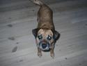 Border terrier Tulle