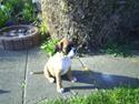 Boxer †Rudi† 28.8-09