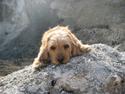Basset fauve de bretagne Liva