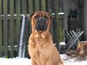 Bullmastiff Sofus