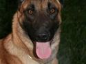 Malinois Vandalen's Iris