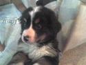 Berner sennenhund Balder