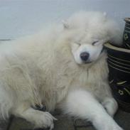 Samojedhund Nico R.I.P