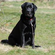 Labrador retriever Molly