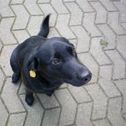 Labrador retriever Daisy Aka (Nulle)