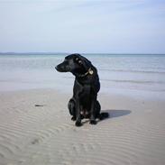 Labrador retriever Daisy Aka (Nulle)