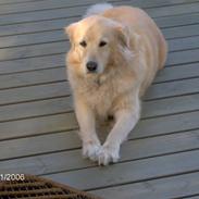 Blanding af racer Molly