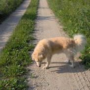 Blanding af racer Molly