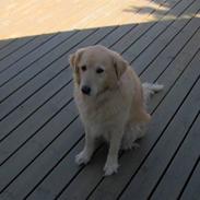 Blanding af racer Molly