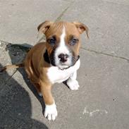 Amerikansk staffordshire terrier Proud Of Asya *Elsket og Savnet for Evigt*