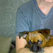 Griffon petit brabancon mingus