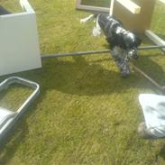 Cocker spaniel Oskar